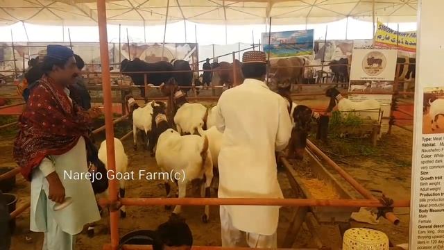 Sindh Livestock Expo 2020 Hyderabad | Documentary смотреть онлайн