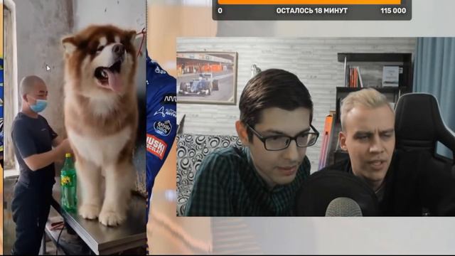 Эксперты ветеренары показывают большую собаку,кот ляпольд на Phonk machine и словесная резня в конц смотреть онлайн