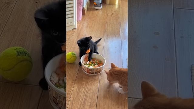 Kitten Eats смотреть онлайн