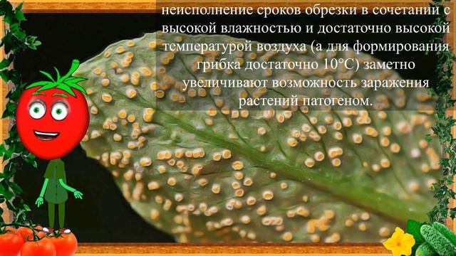 РЖАВЧИНА НА ЛИСТЬЯХ? ЕСТЬ РЕШЕНИЕ! смотреть онлайн