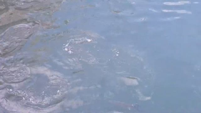 Fish in Los Gigantes Harbour Tenerife смотреть онлайн