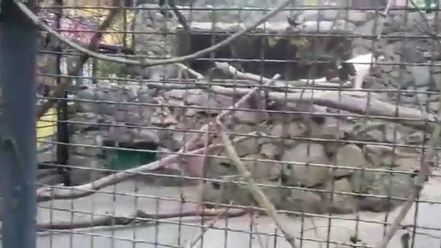 Белый львёнок. Ялтинский зоопарк Сказка. смотреть онлайн