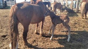 Жеребенок делает первые шаги через 10 минут после рождения