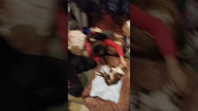 первые роды кошки,5 котят родила смотреть онлайн