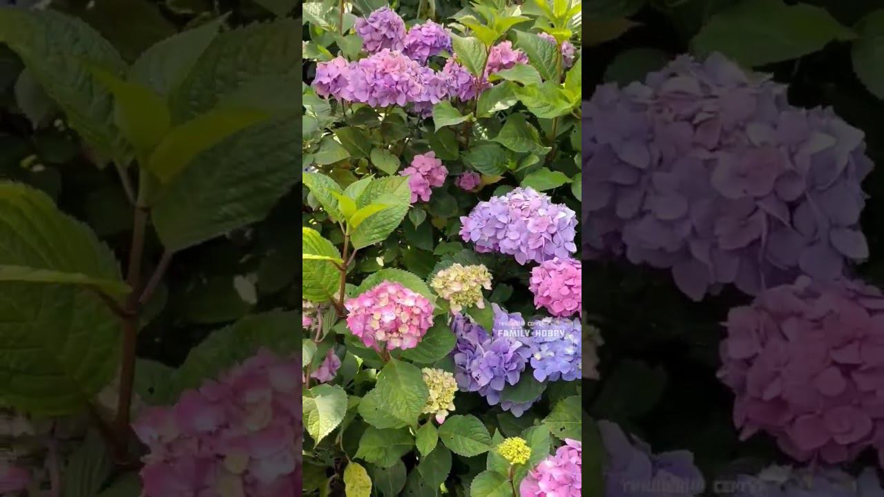 Гортензия крупнолистная Бесконечное лето Блум Стар 27 июля #гортензия # смотреть онлайн