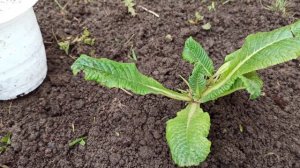 Как я пересадила Примулу в открытый грунт