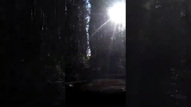 ,,щетинный лес" Пачелма . Пензенская область. смотреть онлайн