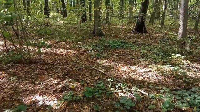 ТИХАЯ ОХОТА! Сбор грибов в лесу, тоже охота. смотреть онлайн