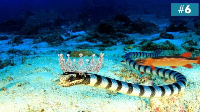 Если Вы Увидите Это на Пляже, Зовите На Помощь Как Можно Громче! смотреть онлайн