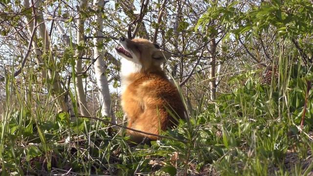 Это будет самый лучший год! Виктор Третьяков смотреть онлайн