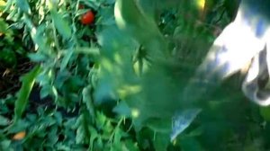 Томат Апельсин - лидер оранжевых томатов.