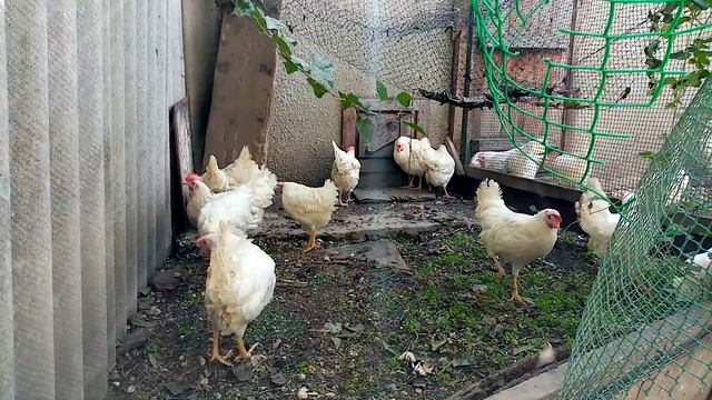 Из Германии в Россию | 🐔заводим хозяйство | Краснодарский Край смотреть онлайн