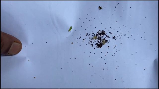 Petunia Seeds How To Grow | How Flower Seeds Grow | Petunia Flower Seed Collection | Petunia Seeds