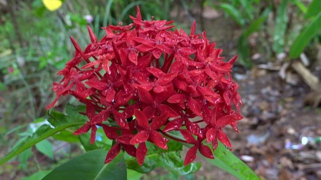 Ixora coccinea or Thetti Poovu ( in Malayalam: തെറ്റിപൂവ്) - A Beautiful Flower смотреть онлайн