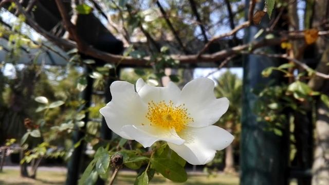 Rosa arvensis (Field rose) смотреть онлайн