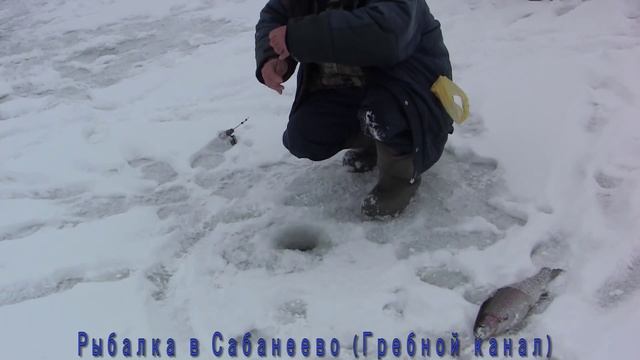 Рыбалка в Сабанеево: ловля форели на платнике в Москве смотреть онлайн