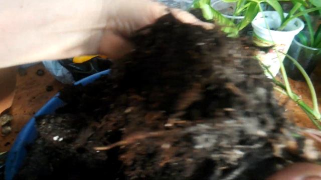 Сингониум - уход, размножение, пересадка в домашних условиях смотреть онлайн