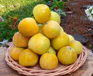 Китайка золотая ранняя - сорт яблони