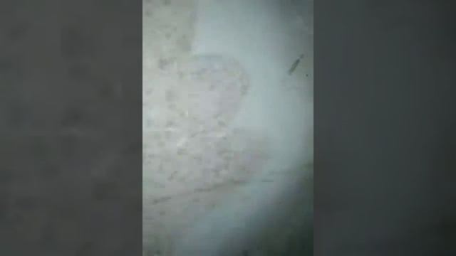 Тараканы смотреть онлайн