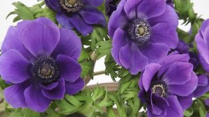 Анемона – посадка и уход в открытом грунте, болезни и вредители