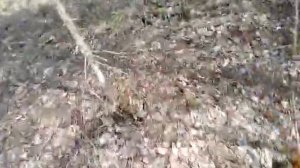 Чесальное дерево для кабанов.