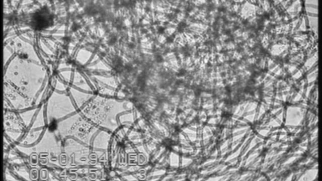 Gossypium hirsutum L. (lens-less microscopy; G-channel). смотреть онлайн
