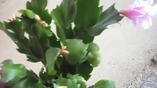 schlumbergera truncata смотреть онлайн