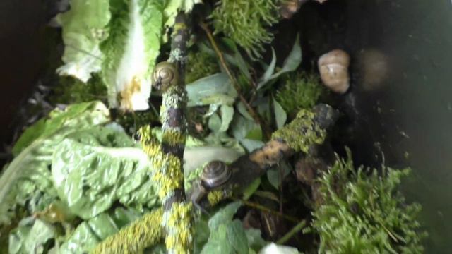 Snails upon the Tears. N.N. PoesieVideo2023. смотреть онлайн