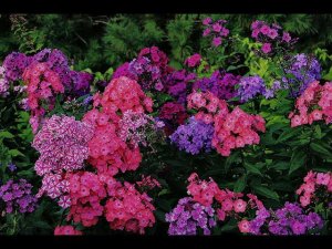 Флоксы Русская Красавица, Катенька Катюша, Суфле Смородина