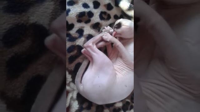 сфинкс смотреть онлайн