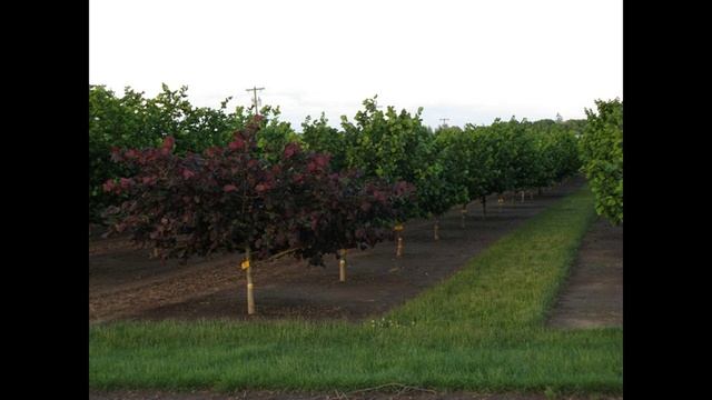 СОРТА ФУНДУКА