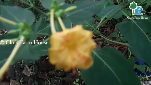 എന്നും പൂക്കള് കാണാന് വളര്ത്താം Beauty of Night ചെടികള് | 4 o'clock Plant Care Malayalam смотреть онлайн