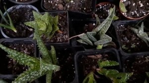 алоэ зимой. как поливать.