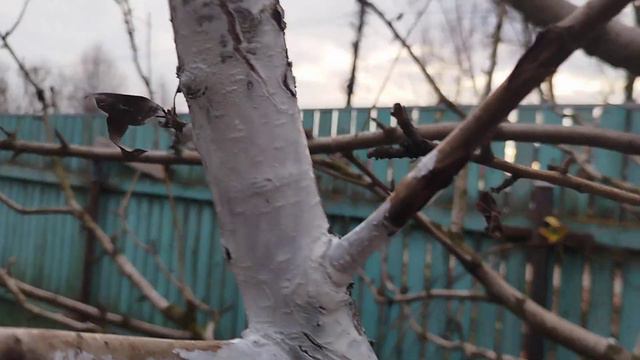 Три причины, почему деревья надо обязательно белить осенью. смотреть онлайн
