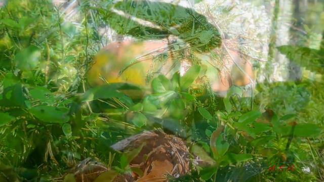 МЕЛОДИЯ ОСЕНИ смотреть онлайн