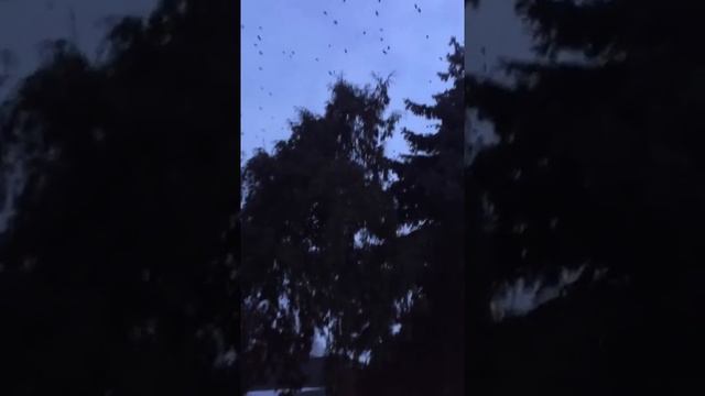Много птичек. Птица , мне не снится .. смотреть онлайн