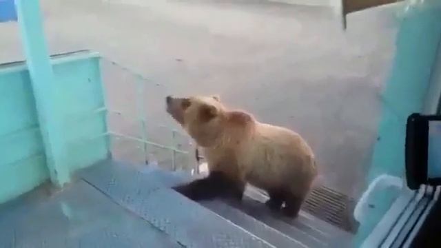 Медведь пришёл на базу. Медведи в России смотреть онлайн