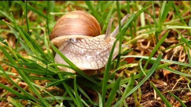 SONY DSC-HX20V VIDEO TEST FULL HD MACRO смотреть онлайн