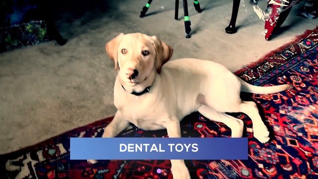 How to Use the 4 Types of Dog Toys RIGHT! смотреть онлайн