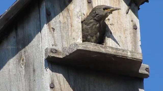 Вылет скворчонка из гнезда. смотреть онлайн