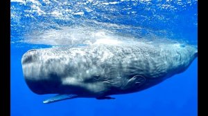 Кашалот - интересные факты