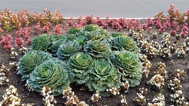 Показываю остатки того, что купила на 5тыс рублей в Озон. Горчица - полное УГ!