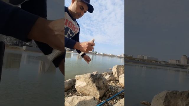 Рыбалка!Жереха Жоқ!А рыбец и чехонь бар! смотреть онлайн