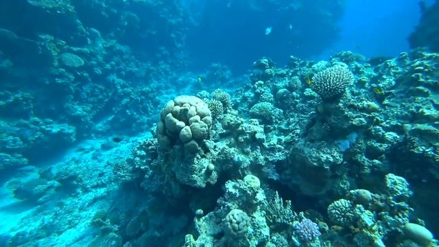 ЕГИПЕТ ? ПЛЯЖ ОТЕЛЯ HILTON SHARKS BAY. ШАРМ-ЭЛЬ-ШЕЙХ. ОТДЫХ В ЕГИПТЕ / VLOG смотреть онлайн