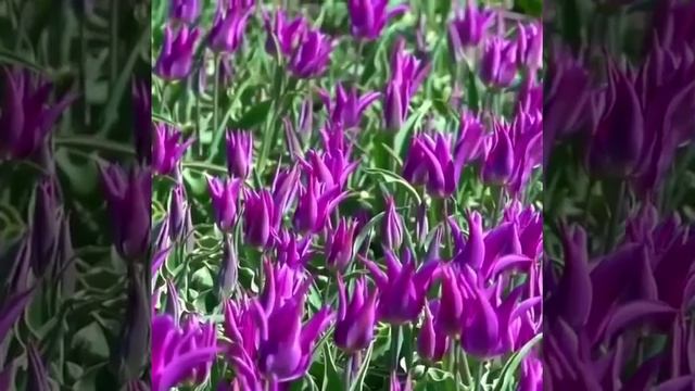 Countries. Ultimate Chile