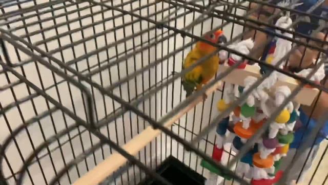 WE GOT A SUN CONURE FOR THE FAMILY! *SO CUTE* смотреть онлайн