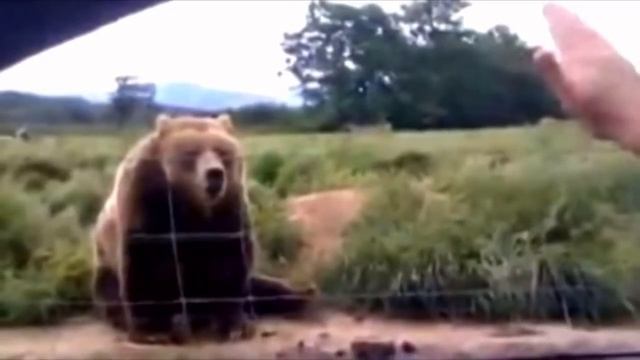 Женщина из машины машет рукой медведю – посмотрите на его неожиданный ответ через секунду смотреть онлайн