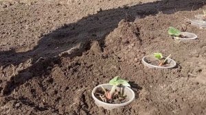 ?Прикапываем саженцы клубники на зимовку Как сохранить саженцы до весны