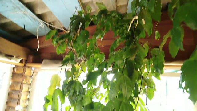 Пассифлора, экзотика на Урале. смотреть онлайн