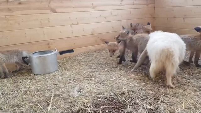 Лисы из Новолисья. Майя приняла лисят из подпола. смотреть онлайн